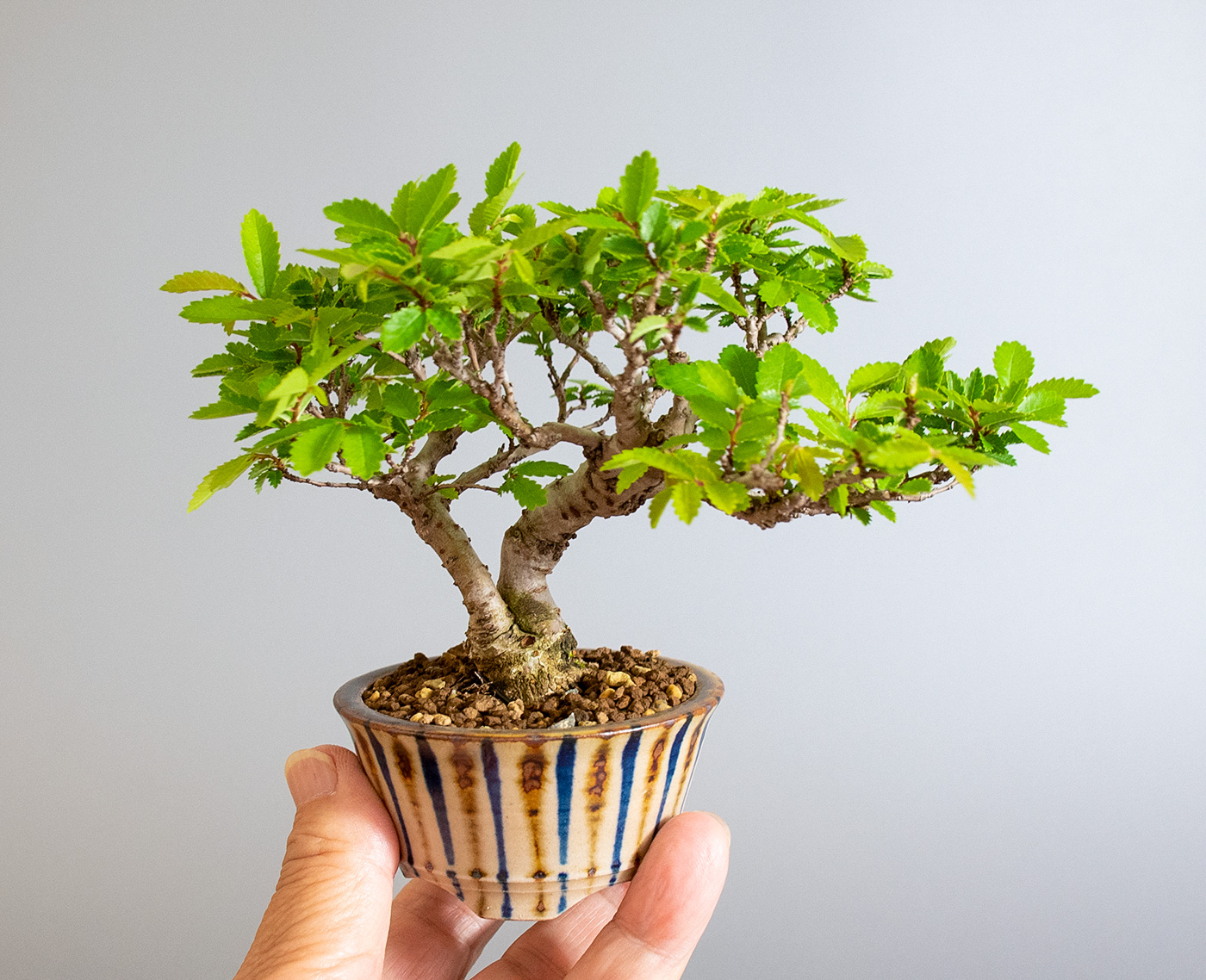 ニレケヤキ-H3（にれけやき・楡欅）雑木盆栽の手乗りの景色・Ulmus parvifolia bonsai