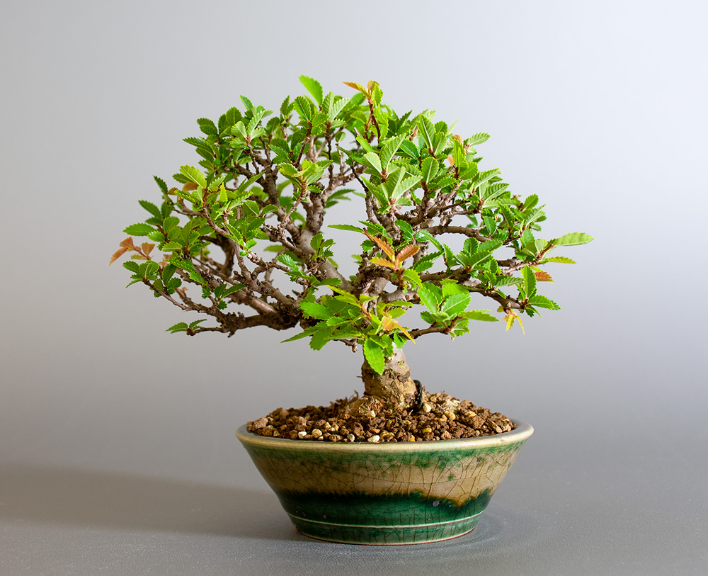 ニレケヤキ-I3（にれけやき・楡欅）雑木盆栽の販売と育て方・作り方・Ulmus parvifolia bonsai