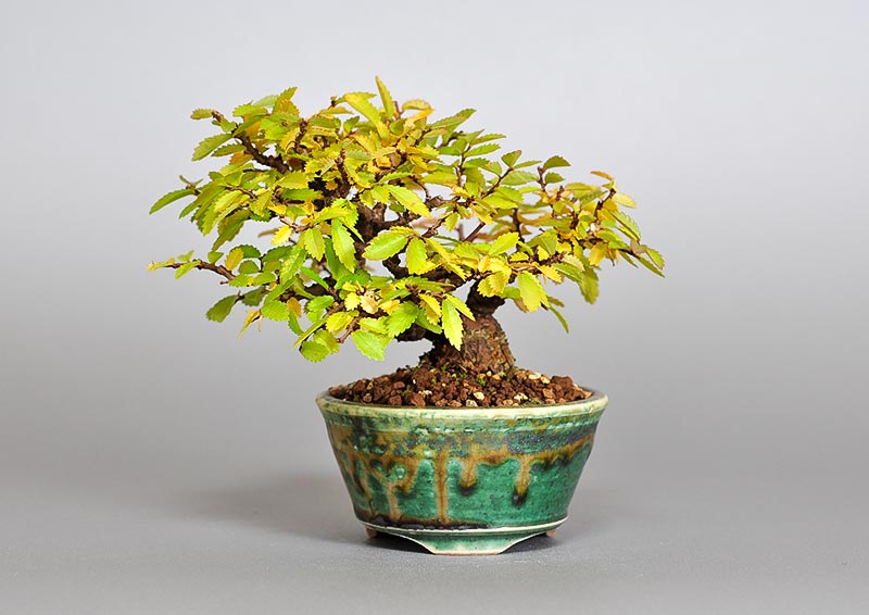 ニレケヤキ-J2（にれけやき・楡欅）雑木盆栽の販売と育て方・作り方・Ulmus parvifolia bonsai