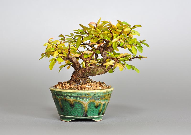 ミニ盆栽・ニレケヤキ-J2（にれけやき・楡欅）雑木盆栽を裏側から見た景色・Ulmus parvifolia bonsai