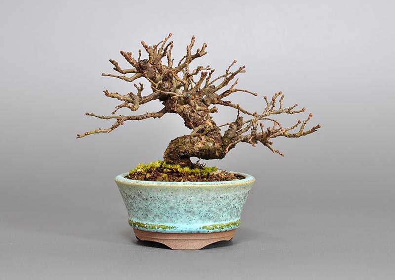 ニレケヤキ-K2（にれけやき・楡欅）雑木盆栽の販売と育て方・作り方・Ulmus parvifolia bonsai