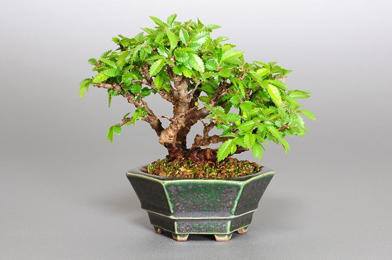 ニレケヤキ-L1（にれけやき・楡欅）雑木盆栽を裏側から見た景色・Ulmus parvifolia bonsai
