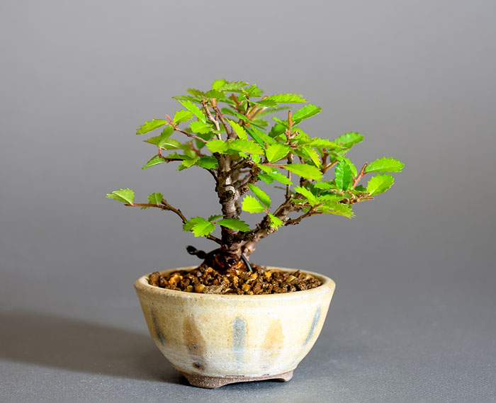 ニレケヤキ-L3（にれけやき・楡欅）雑木盆栽を左側から見た景色・Ulmus parvifolia bonsai