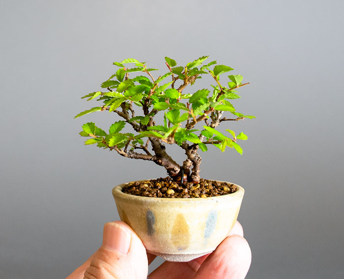 ニレケヤキ-L3（にれけやき・楡欅）雑木盆栽の手乗りの景色・Ulmus parvifolia bonsai