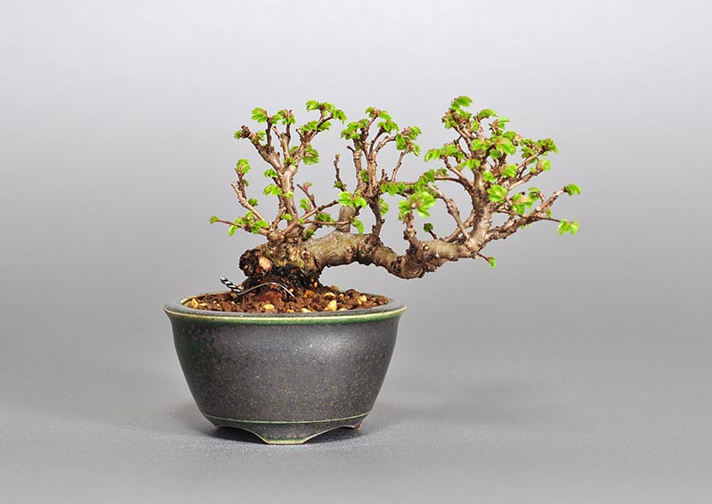 ニレケヤキ-S2（にれけやき・楡欅）雑木盆栽の販売と育て方・作り方・Ulmus parvifolia bonsai