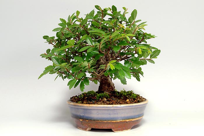 ミニ盆栽・ニレケヤキX（にれけやき・楡欅）雑木盆栽を右側から見た景色・Ulmus parvifolia bonsai