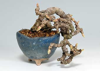 リュウジンツタ-D（りゅうじんづた・竜神蔦）盆栽の樹作りの参考樹形・Parthenocissus tricuspidata Best bonsai