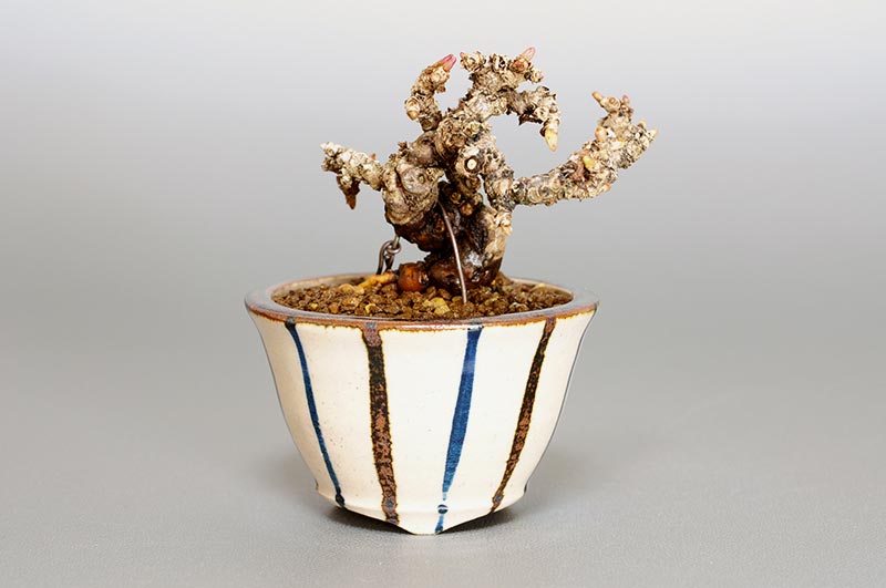 リュウジンヅタ-N（りゅうじんづた・竜神蔦）雑木盆栽の販売と育て方・作り方・Parthenocissus tricuspidata bonsai
