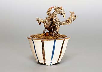 リュウジンツタ-N（りゅうじんづた・竜神蔦）盆栽の樹作りの参考樹形・Parthenocissus tricuspidata Best bonsai