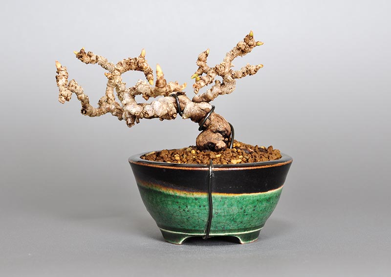 リュウジンヅタP（りゅうじんづた・竜神蔦）雑木盆栽を裏側から見た景色・Parthenocissus tricuspidata bonsai photo