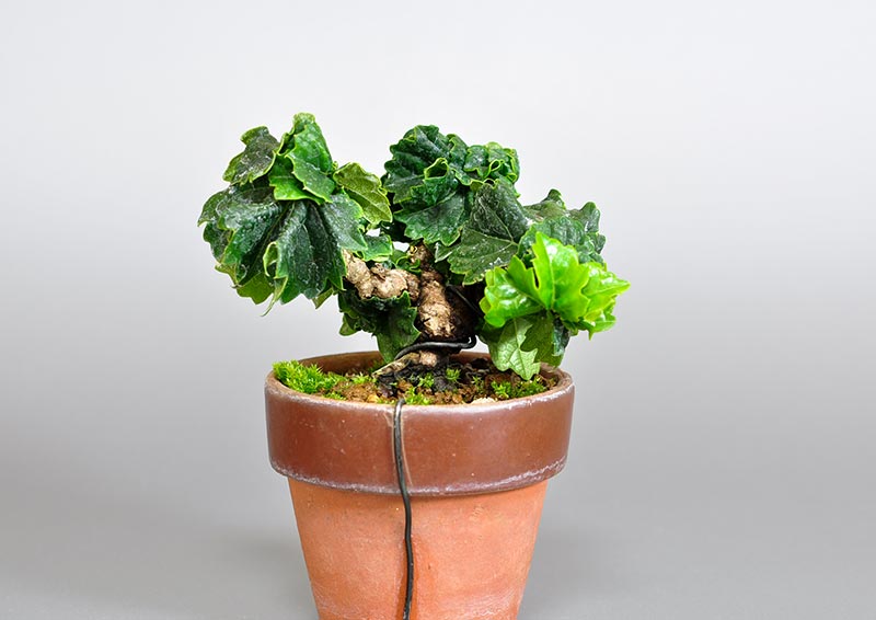リュウジンヅタ-Q（りゅうじんづた・竜神蔦）雑木盆栽の販売と育て方・作り方・Parthenocissus tricuspidata bonsai