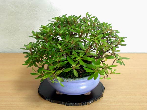 サオトメA-1（さおとめ・早乙女）雑木盆栽の販売と育て方・作り方・Rhododendron indicum bonsai