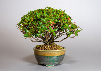 チリメンカズラ-B2（ちりめんかずら・縮緬葛）盆栽の樹作りの参考樹形・Chirimen kazura Best bonsai
