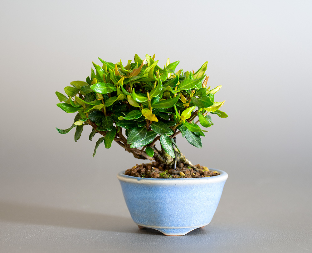 チリメンカズラ-C2（ちりめんかずら・縮緬葛）雑木盆栽の販売と育て方・作り方・Chirimen kazura bonsai