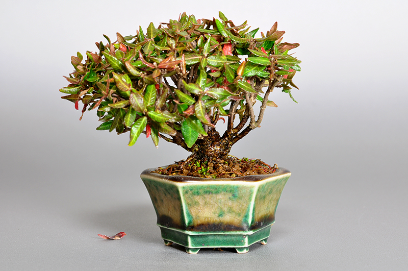 チリメンカズラ-D1（ちりめんかずら・縮緬葛）雑木盆栽の販売と育て方・作り方・Chirimen kazura bonsai