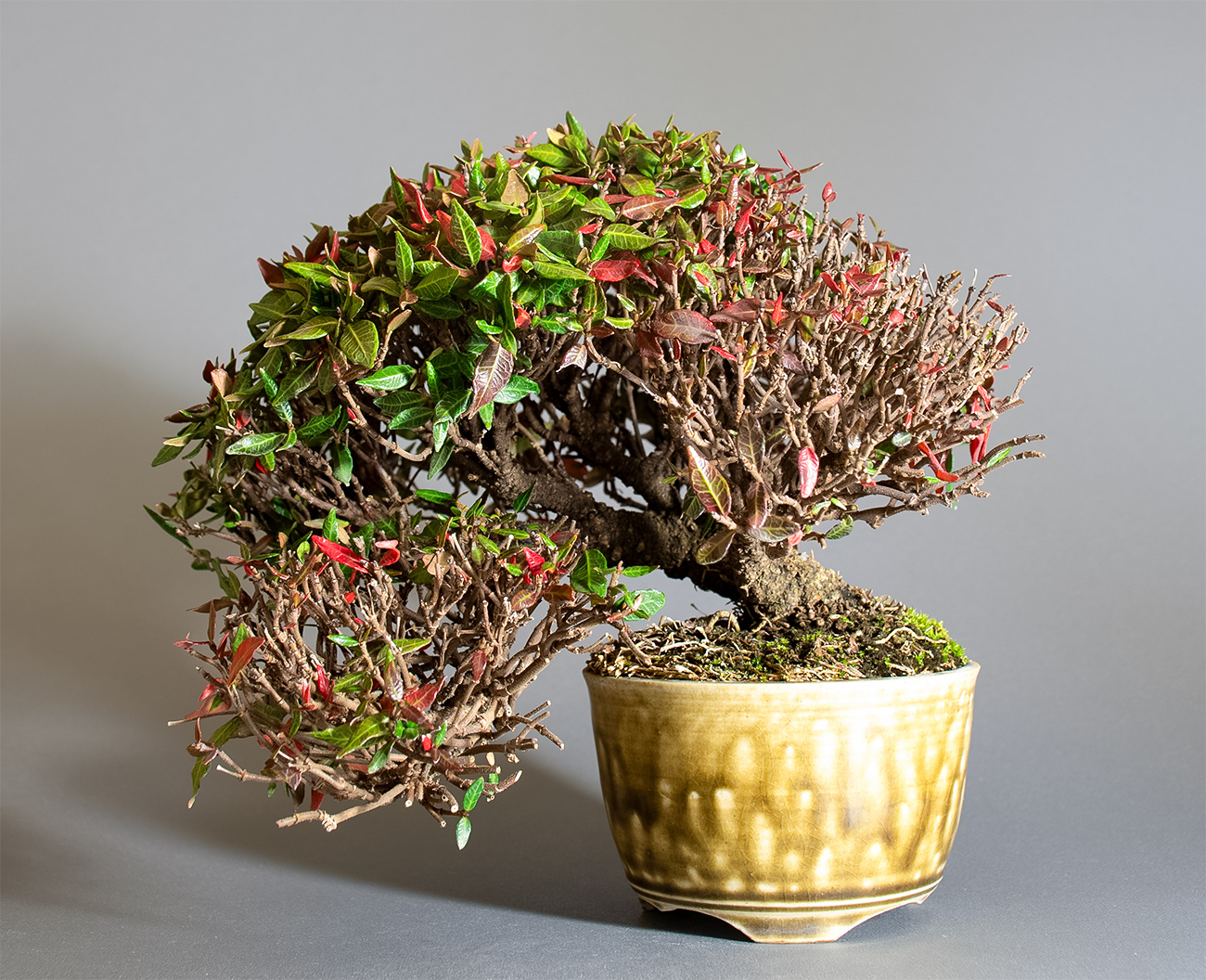 チリメンカズラ-D2（ちりめんかずら・縮緬葛）雑木盆栽の販売と育て方・作り方・Chirimen kazura bonsai
