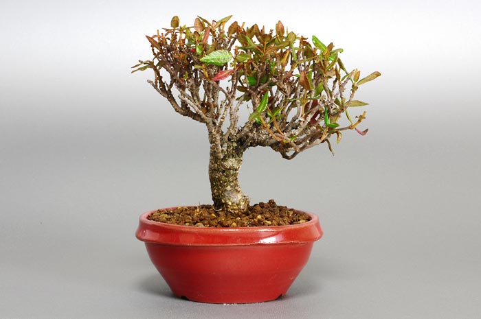 チリメンカズラE-1（ちりめんかずら・縮緬葛）雑木盆栽の販売と育て方・作り方・Chirimen kazura bonsai