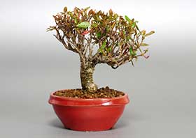 チリメンカズラE（ちりめんかずら・縮緬葛）雑木盆栽の成長記録-1・Chirimen kazura bonsai