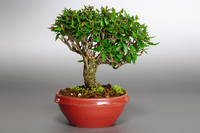 チリメンカズラE（ちりめんかずら・縮緬葛）雑木盆栽の販売と育て方・作り方・Chirimen kazura bonsai