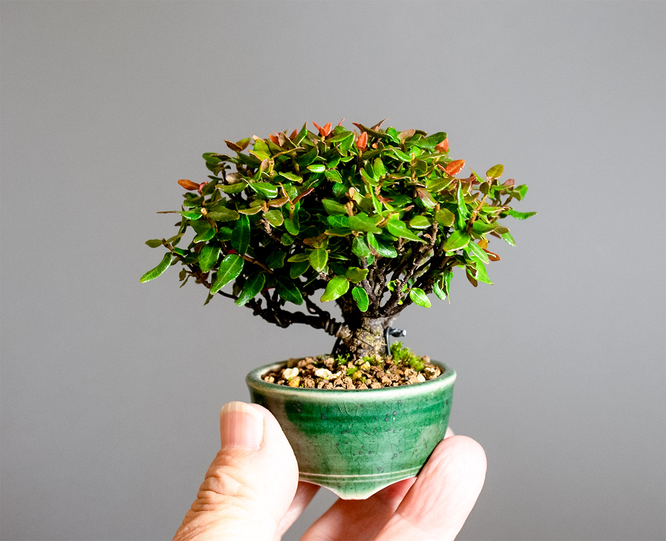 チリメンカズラ-E2（ちりめんかずら・縮緬葛）雑木盆栽の手乗りの景色・Chirimen kazura bonsai