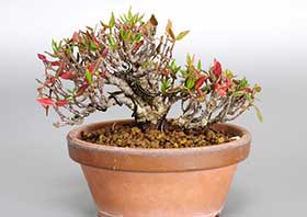 チリメンカズラF（ちりめんかずら・縮緬葛）雑木盆栽の成長記録-1・Chirimen kazura bonsai