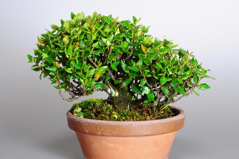 チリメンカズラF（ちりめんかずら・縮緬葛）雑木盆栽の販売と育て方・作り方・Chirimen kazura bonsai