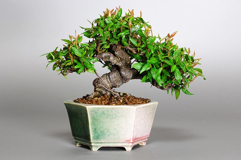 チリメンカズラ-I1（ちりめんかずら・縮緬葛）雑木盆栽の販売と育て方・作り方・Chirimen kazura bonsai