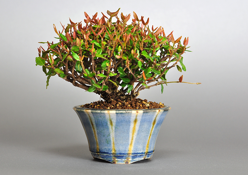 チリメンカズラ-M1-1（ちりめんかずら・縮緬葛）雑木盆栽の販売と育て方・作り方・Chirimen kazura bonsai