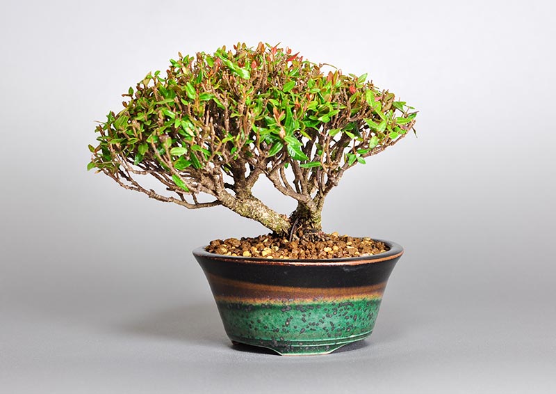 チリメンカズラ-U1（ちりめんかずら・縮緬葛）雑木盆栽の販売と育て方・作り方・Chirimen kazura bonsai photo