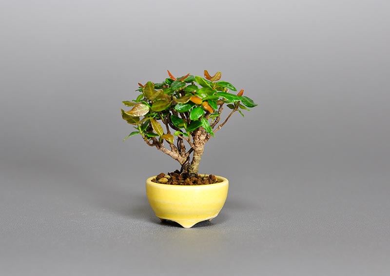 チリメンカズラ-V1（ちりめんかずら・縮緬葛）雑木盆栽の販売と育て方・作り方・Chirimen kazura bonsai photo
