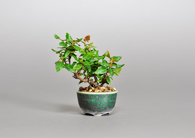 チリメンカズラ-X1（ちりめんかずら・縮緬葛）雑木盆栽の販売と育て方・作り方・Chirimen kazura bonsai photo
