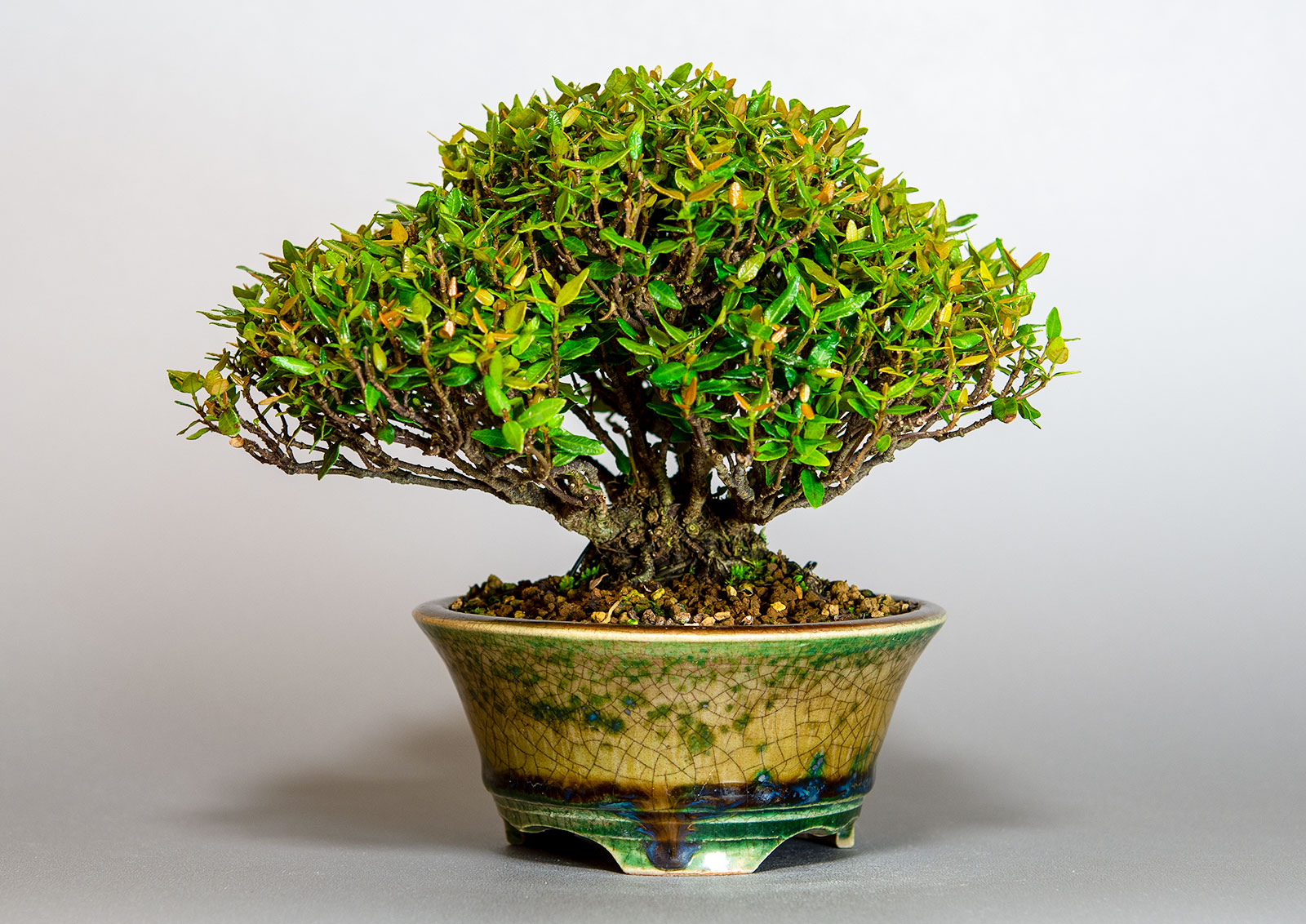 チリメンカズラ-Z1（ちりめんかずら・縮緬葛）雑木盆栽の販売と育て方・作り方・Chirimen kazura bonsai