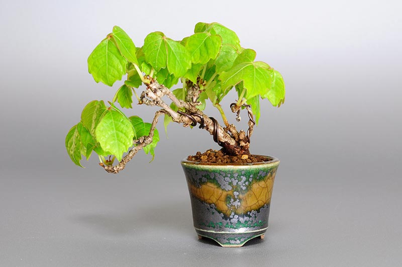 ツタ-E（つた・蔦）雑木盆栽の販売と育て方・作り方・Parthenocissus tricuspidata bonsai