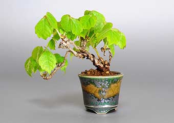 ツタ-E（つた・蔦）盆栽の樹作りの参考樹形・Parthenocissus tricuspidata Best bonsai