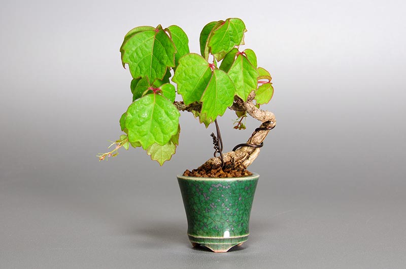 ツタF（つた・蔦）雑木盆栽の販売と育て方・作り方・Parthenocissus tricuspidata bonsai