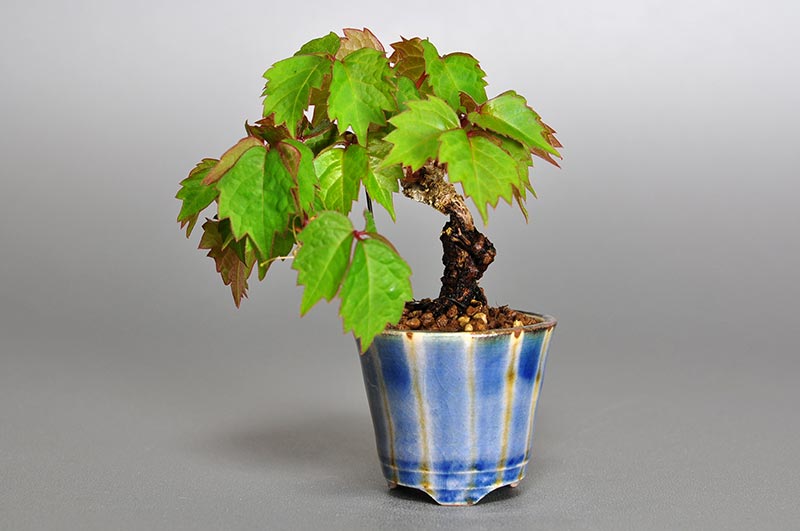 ツタH（つた・蔦）雑木盆栽の販売と育て方・作り方・Parthenocissus tricuspidata bonsai