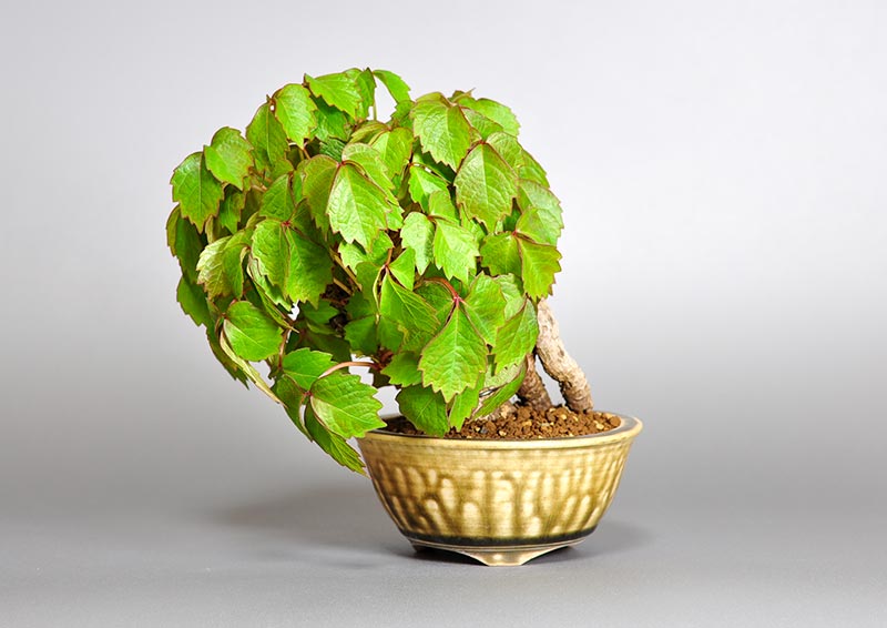 ツタK（つた・蔦）雑木盆栽の販売と育て方・作り方・Parthenocissus tricuspidata bonsai photo