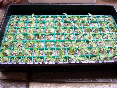 ケヤキの種子・欅 盆栽の実生記録・Zelkova bonsai seedlings enjoy