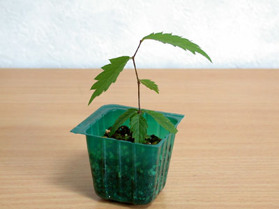 ケヤキの種子・欅 盆栽の実生記録・Zelkova bonsai seedlings enjoy