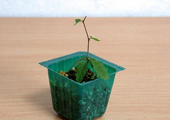 ケヤキ盆栽の1本芽は段づくりか芯立ち箒づくりの作り方-1｜ベランダで楽しむミニ盆栽の盆栽教室・Zelkova serrata bonsai school