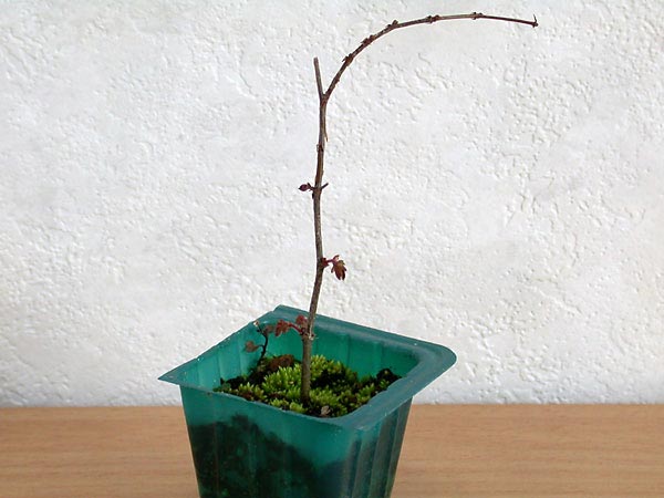 ケヤキ盆栽の１本芽は段づくりか芯立ち箒づくり-３｜ベランダで楽しむミニ盆栽の欅盆栽の育て方・作り方教室・Zelkova serrata bonsai school