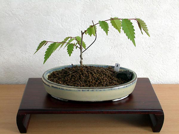 ケヤキ盆栽の１本芽は段づくりか芯立ち箒づくり-４｜ベランダで楽しむミニ盆栽の欅盆栽の育て方・作り方教室・Zelkova serrata bonsai school