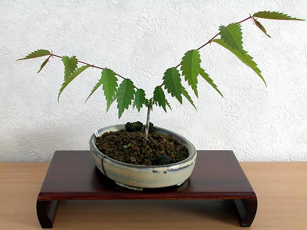 ケヤキ盆栽の１本芽は段づくりか芯立ち箒づくり-５｜ベランダで楽しむミニ盆栽の欅盆栽の育て方・作り方教室・Zelkova serrata bonsai school