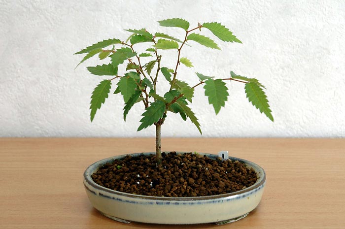 ケヤキ盆栽の１本芽は段づくりか芯立ち箒づくり-６｜ベランダで楽しむミニ盆栽の欅盆栽の育て方・作り方教室・Zelkova serrata bonsai school