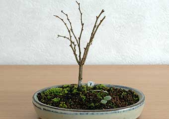 ケヤキ盆栽の1本芽は段づくりか芯立ち箒づくりの作り方-7｜ベランダで楽しむミニ盆栽の盆栽教室・Zelkova serrata bonsai school