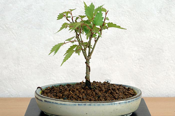 ケヤキ盆栽の１本芽は段づくりか芯立ち箒づくり｜ベランダで楽しむミニ盆栽の欅盆栽の育て方・作り方教室・Zelkova serrata bonsai school