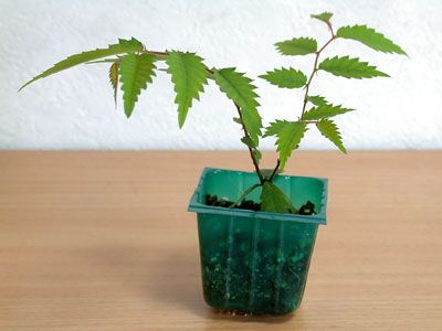 ケヤキ盆栽の2本芽は2本立ち箒づくり-２｜ベランダで楽しむミニ盆栽の欅盆栽の育て方・作り方教室・Zelkova serrata bonsai school