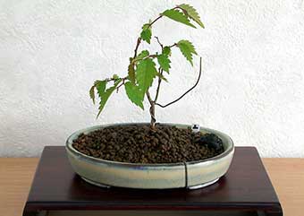 ケヤキ盆栽の2本芽は2本立ち箒づくりの作り方-4｜ベランダで楽しむミニ盆栽の盆栽教室・Zelkova serrata bonsai school