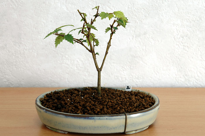ケヤキ盆栽の2本芽は2本立ち箒づくり-6｜ベランダで楽しむミニ盆栽の欅盆栽の育て方・作り方教室・Zelkova serrata bonsai school