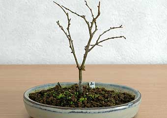 ケヤキ盆栽の2本芽は2本立ち箒づくりの作り方-7｜ベランダで楽しむミニ盆栽の盆栽教室・Zelkova serrata bonsai school